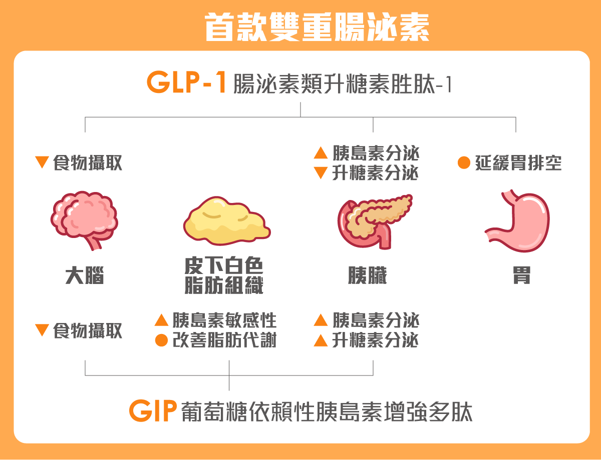 GLP-1與GIP雙重腸泌素減肥針作用機制，包括抑制食慾、延緩胃排空及調節胰島素與脂肪代謝